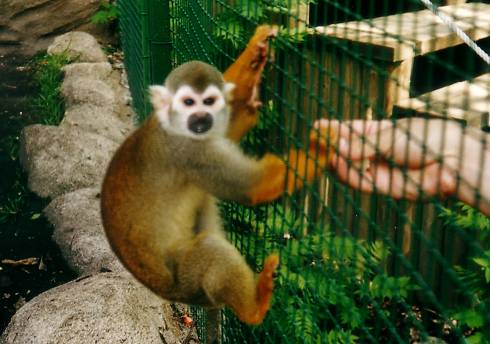 foto č. 046 - Nasraná opička.
