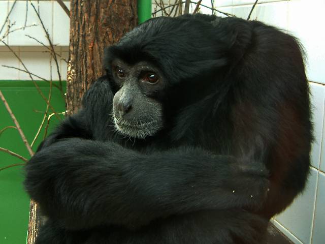foto č. 076 - Smutnej šimpanz.
