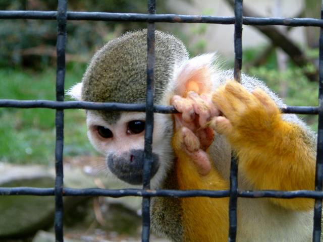 foto č. 077 - Zvědavá malinkatá opička.
