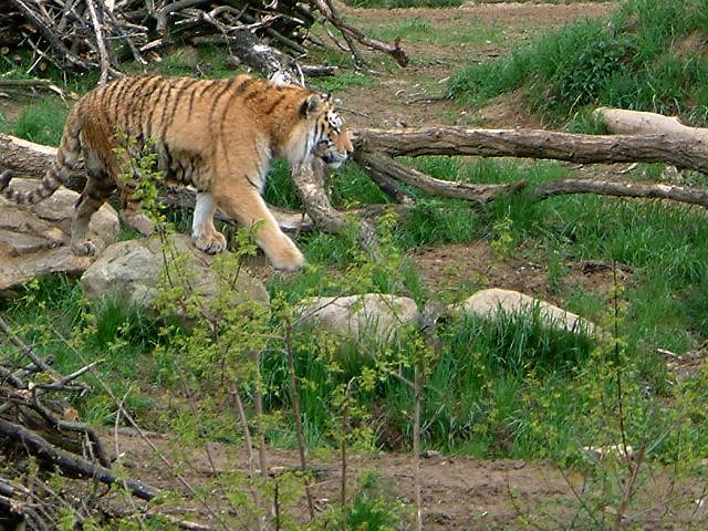foto č. 080 - Unuděný tygr.
