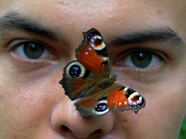 foto č. 064 - Je skoro k nevíře, že si tento nádherný motýl bez obav sedne na takovej xicht.
