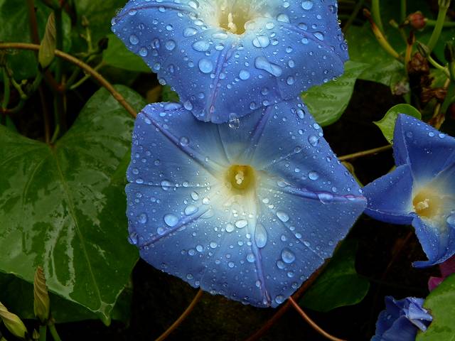 foto č. 005 - Modré kytky.

