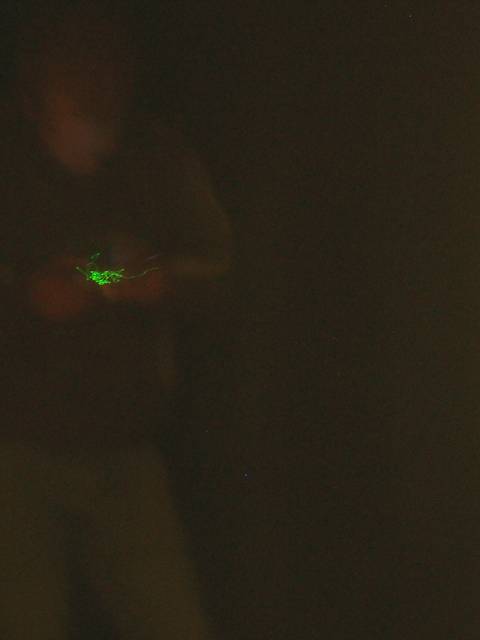 foto č. 031 - Dáda ve tmě a v mlze s mobilem v ruce.
