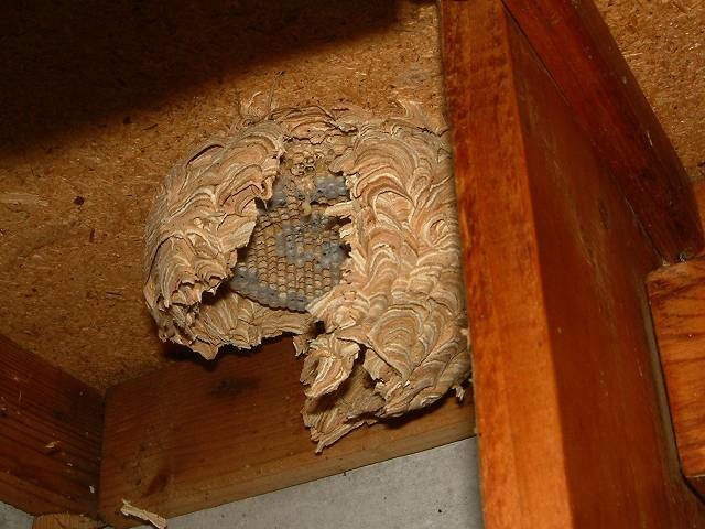 foto č. 009 - Někdo má v kredenci mravence, my tam máme vosí hnízdo.
