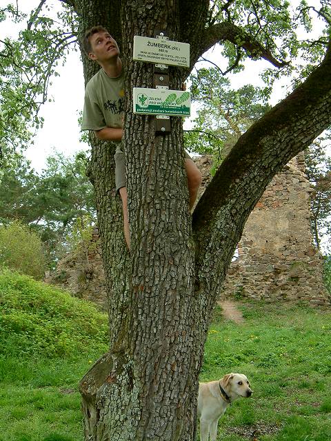 foto č. 010 - Tomáš dostal chuť na hrušky. Není se co divit,  že počátkem května na stromě žádné nebyly.
