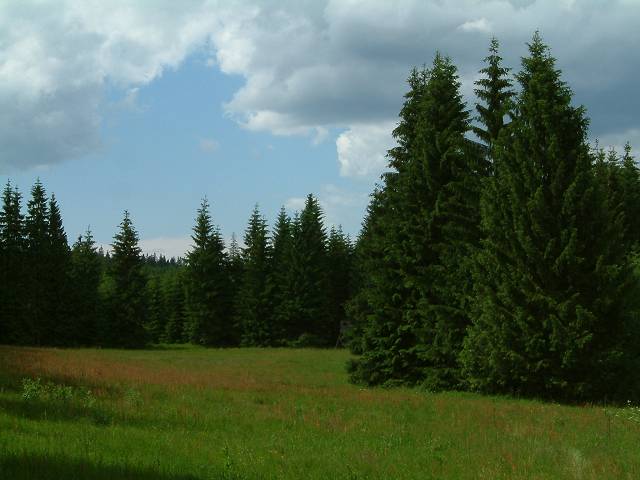 foto č. 045 - Lesy pod Koberštejnem.

