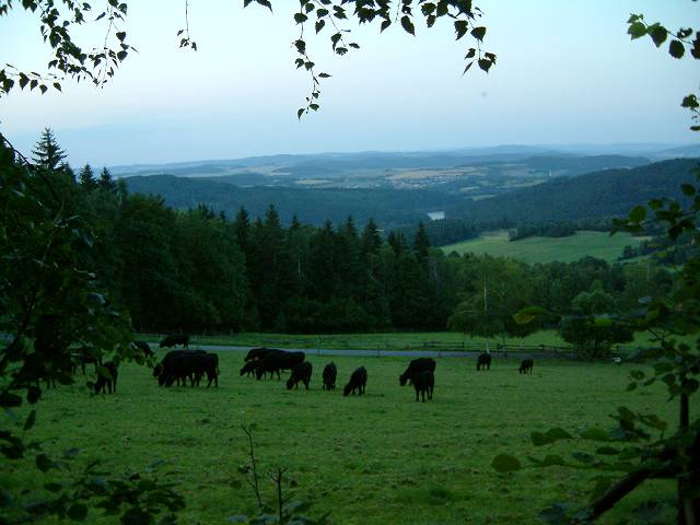 foto č. 005 - Černý krávy pod Dehetníkem. Vzadu v lesích prosvítá plocha přehrady Husinec.
