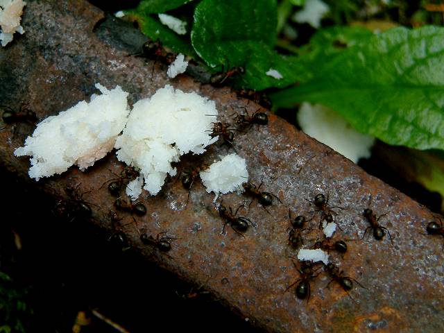 foto č. 011 - Mravenci se perou na kolejnici o Myšákovu zkaženou kokosovou tyčinku.
