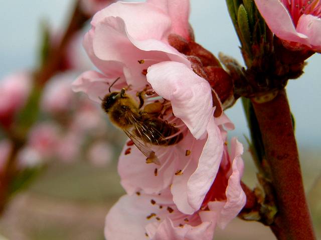 foto č. 001 - Včela sosá nektar z broskvového květu. V ovocném sadu pod Kaňkem.
