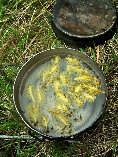 foto č. 031 - Myšákův tajný recept -   - čaj z mladých smrkových větviček.
