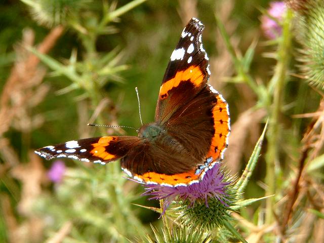 foto č. 009 - Na lovu křídel motýlích.

