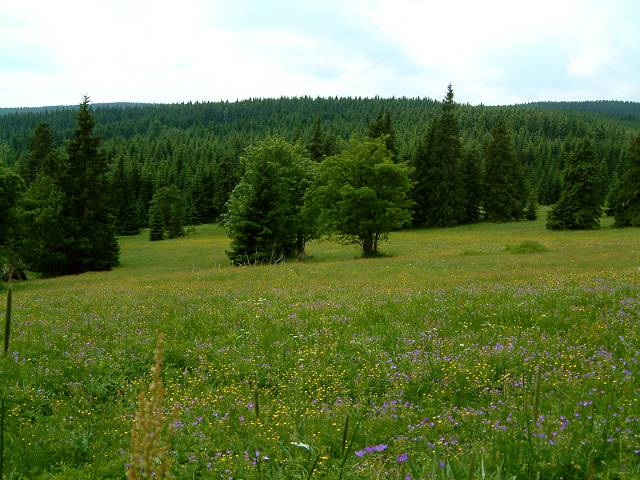 foto č. 023 - Louka na Bukovci v Jizerských horách.
