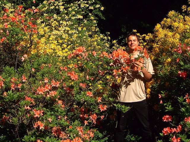 foto č. 003 - Kvetoucí azalky, rhododendrony a bůhví co ještě.
