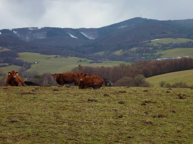 foto č. 019 - Krávy, Vizovické vrchy a kopec 