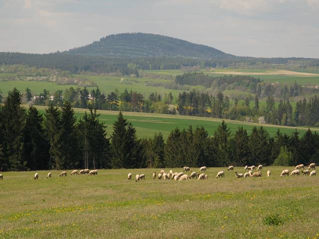 foto č. 013 - Kopec Žleb okupujou nenažrané ovečky.

