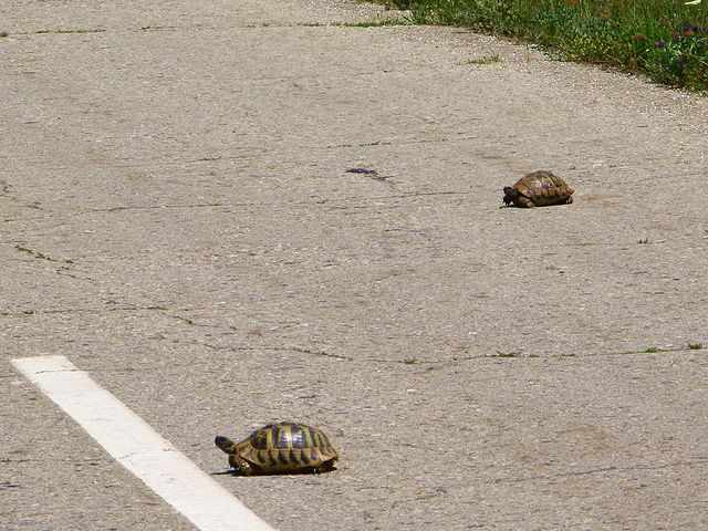 foto č. 110 - Dvě budoucí želví polívky zdrhaj přes asfaltku mezi hranicí a obcí Dolni Dupeni.
