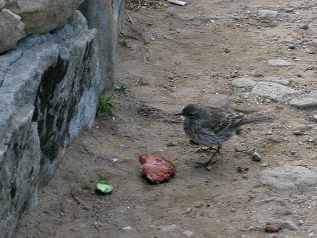 foto č. 068 - Některým skoro ochočeným ptákům to však nevadilo, po turistech tu bylo stále co dojídat.
