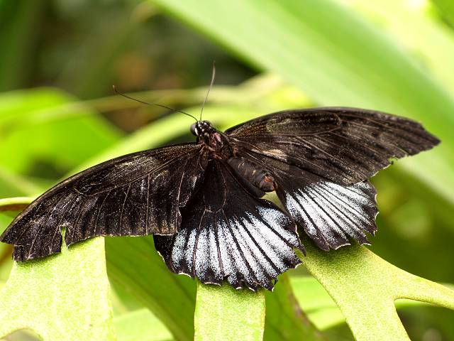 foto č. 012 - Křídla motýlí v pražské botanické zahradě.
