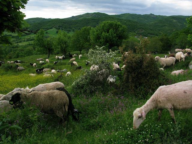 foto č. 054 - Černobílé ovce v barevné krajině za Meteorou.
