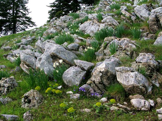 foto č. 072 - Řecká horská divoká květena.

