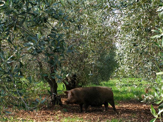 foto č. 091 - Při procházce mezi kempem a Litochorem by nejeden člověk dostal chuť na vepřové maso na olivách.
