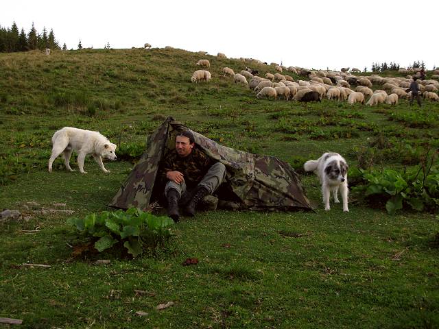 foto č. 121 - Z lesa se k nám přiřítilo stádo ovcí doprovázené početnou smečkou na první pohled dost ostrých psů.
