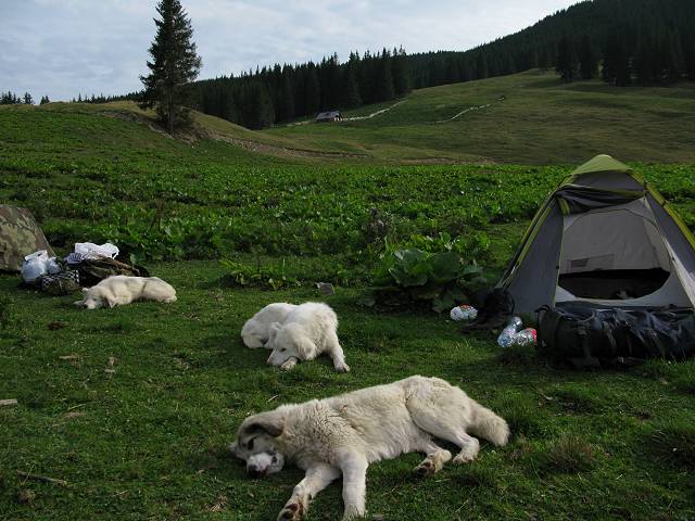 foto č. 131 - Psíci tu s námi polehávaj, zatímco dva bačové musej sami kmitat aby uhlídali stádo ovcí.
