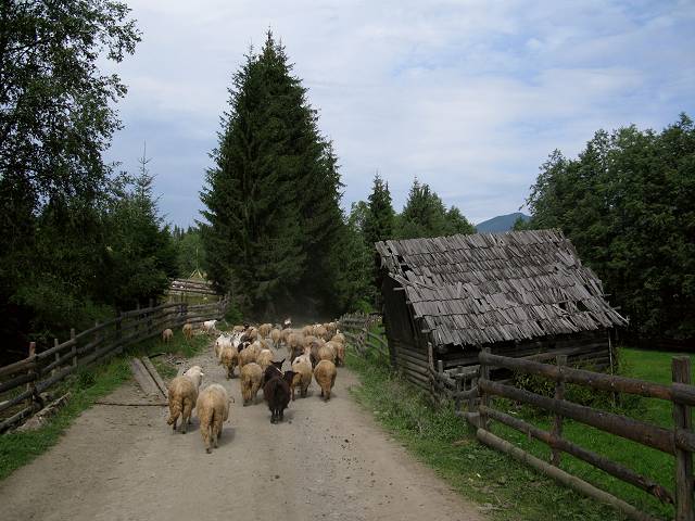 foto č. 134 - Cestou se připojujeme ke stádu ovcí a koz, které jdou stejným směrem jako my.
