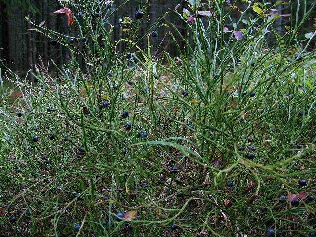 foto č. 035 - Listí z borůvčí sice již zmizelo, nicméně borůvky trpělivě počkaly na naše mlsné držky.
