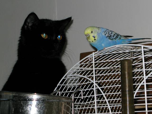 foto č. 001 - Kočičí slečna Pumi dotírá na papouščí slečnu Fifi.

