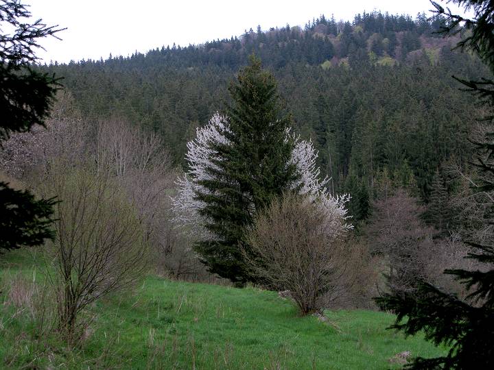 foto č. 025 - Vždy počátkem května vypadají třešňové stromy jako naprostej kýč.
