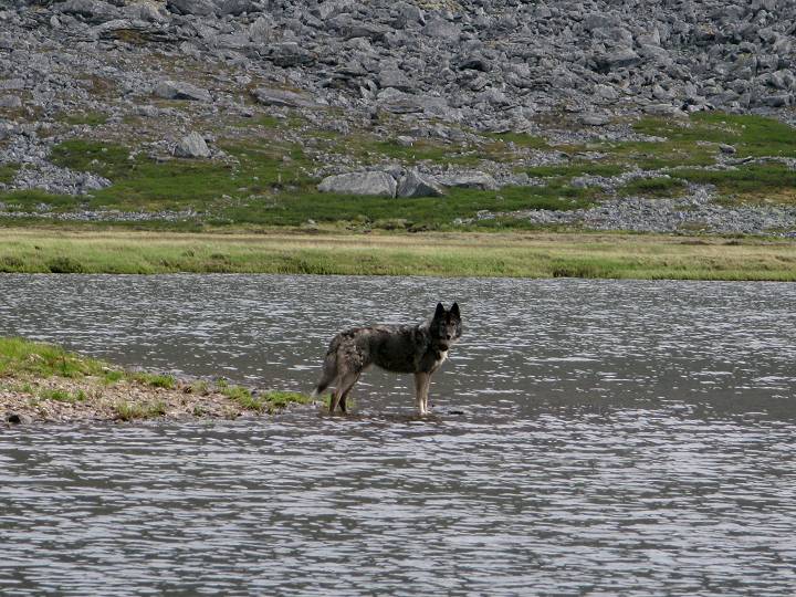 foto č. 026 - Přiblížilo se poledne a pomýšlíme na oběd. Nacházíme se u jezera Maloe Balbany /Малое Балбанты/ a z protějšího břehu na nás kouká hladový vlk, který taktéž pomýšlí na oběd.
