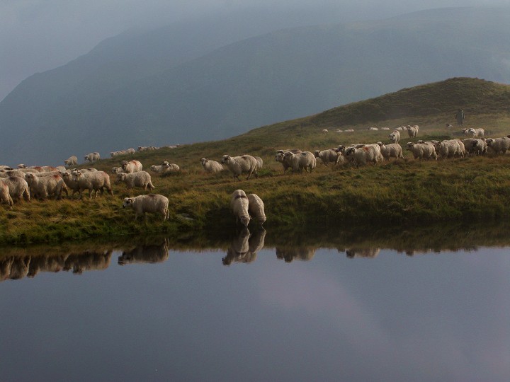 foto č. 122 - V sedle Curmătura Zărnei je refugui a spousta malých bahenních jezírek sloužící jako pojítka místním ovečkám.
