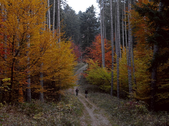 foto č. 054 - Barevným podzimním listím prudce klesáme do Strečna.

