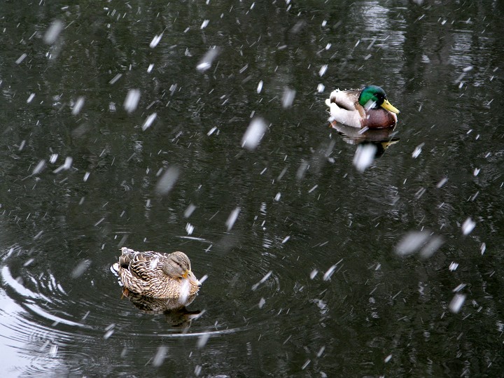 foto č. 017 - Na rybníce u Rumpoltova mlýna je kachnám jen o něco lépe než na velikonočním pekáči..
