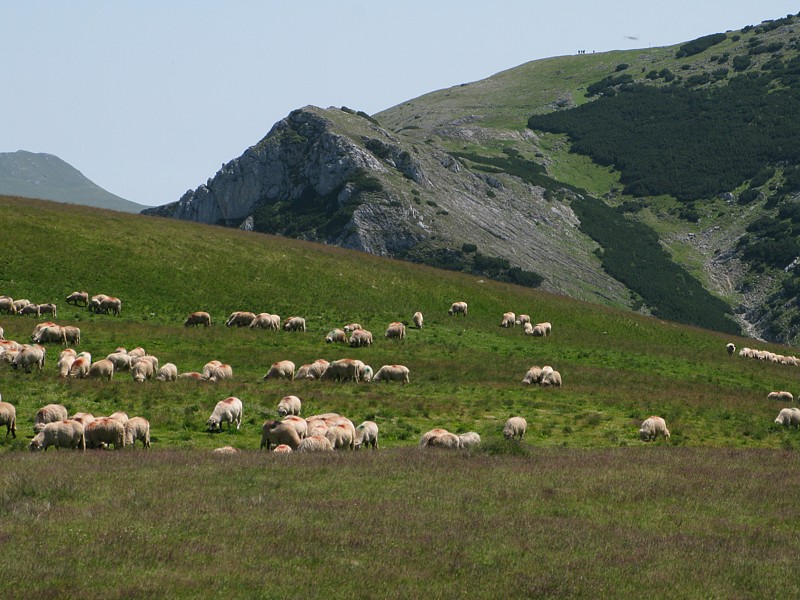 foto č. 078 - Začínáme potkávat první stáda oveček.
