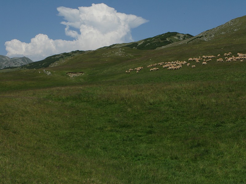 foto č. 082 - Beran s kovadlinou a ovečky.
