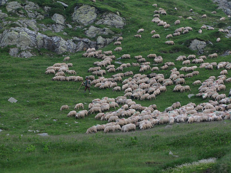 foto č. 103 - Na Godeanu potkáváme mnohem víc stád ovcí než na Retezatu.
