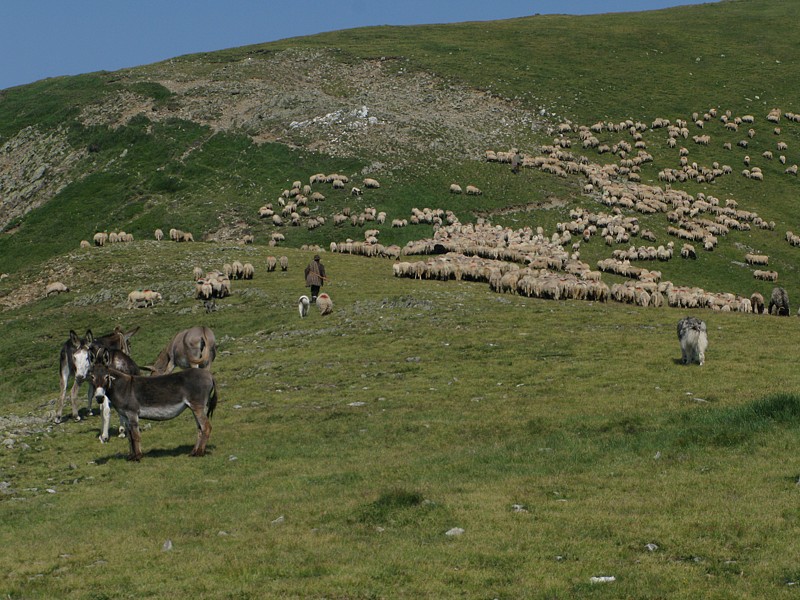 foto č. 113 - První dnešní stádečko ovcí.
