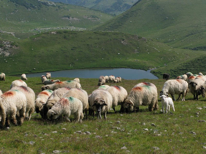 foto č. 116 - Lacul Scărişoara a ovce.
