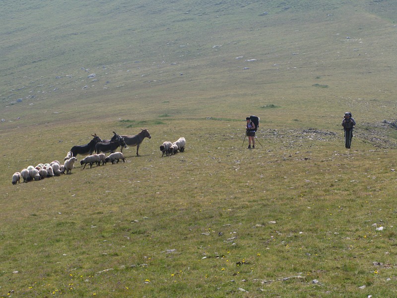 foto č. 117 - Peťa s Vaškem jdou kolem ovcí. Hlídací oslíci jsou ve střehu a v případě nebezpečí jsou připraveni včas zdrhnout.
