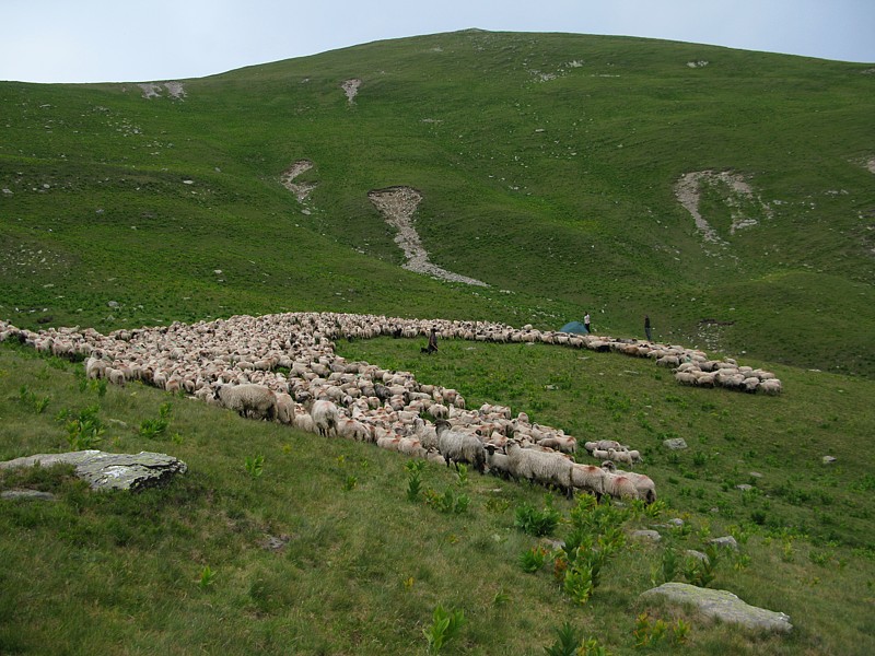foto č. 127 - V obležení dalšího stáda ovcí.
