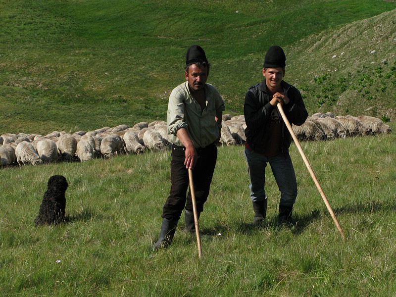 foto č. 137 - Cestou po louce potkáváme stádo ovcí s dvojicí obzvlášť veselých bačů.
