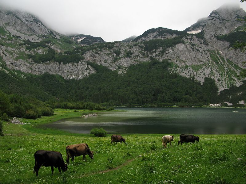 foto č. 114 - Krásné travnaté břehy Trnovačka jezera budou ozdobeny čerstvými lívanci.

