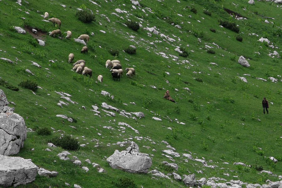 foto č. 119 - Bačové a ovce. Po Sinjalu teprve druhé stádo, které letos v Jugoslávii vidíme.
