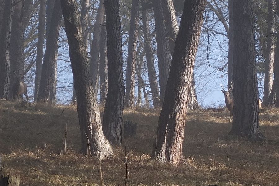 foto č. 038 - Kvíz pro dnešní den, najdi tři jeleny.
